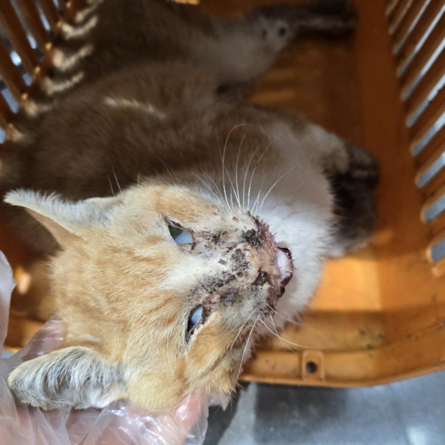 펫앤쉘터동물병원_441378202500105